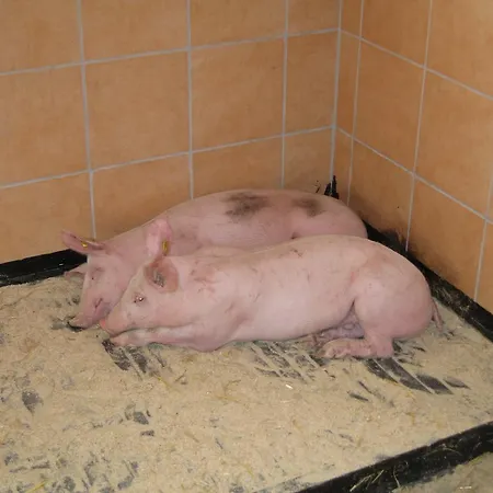 Farm stay Biobauernhof Aslgut